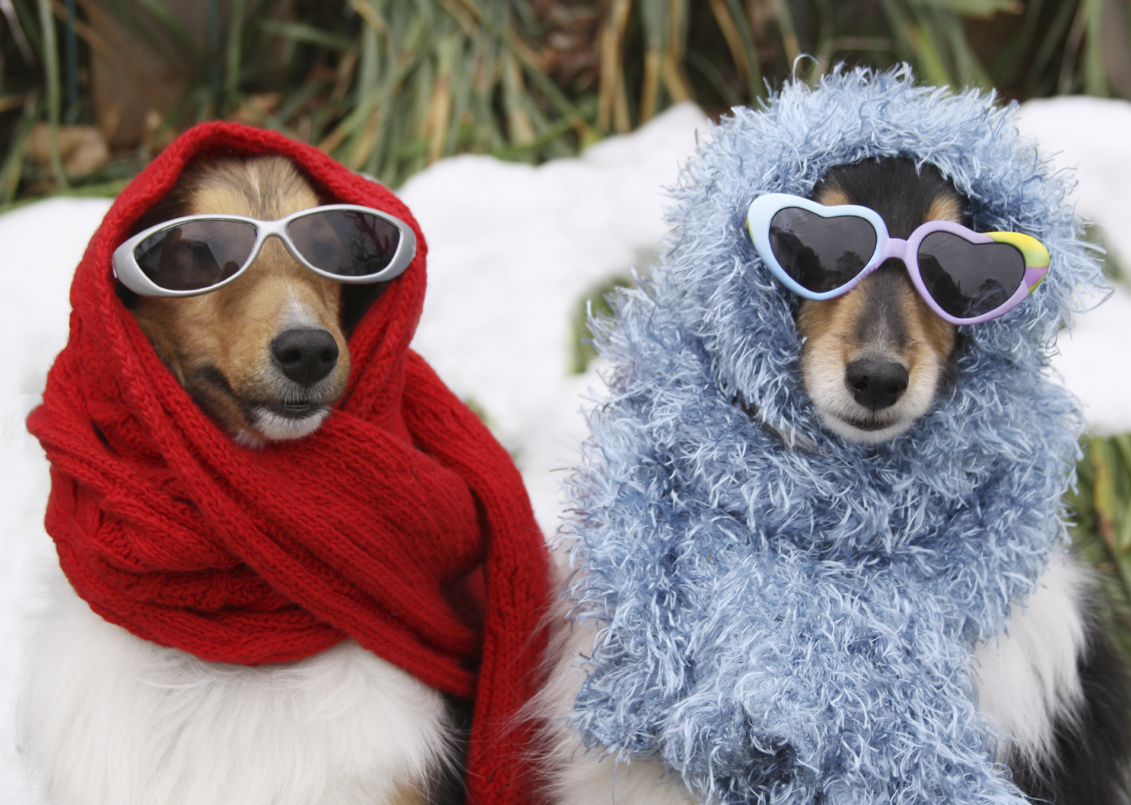 Eigendom Scheiden Voorwaarden Winter Pet Safety - American Alarm